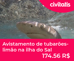 Avistamento de tubarões-limão na ilha do Sal