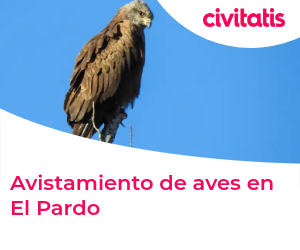 Avistamiento de aves en El Pardo