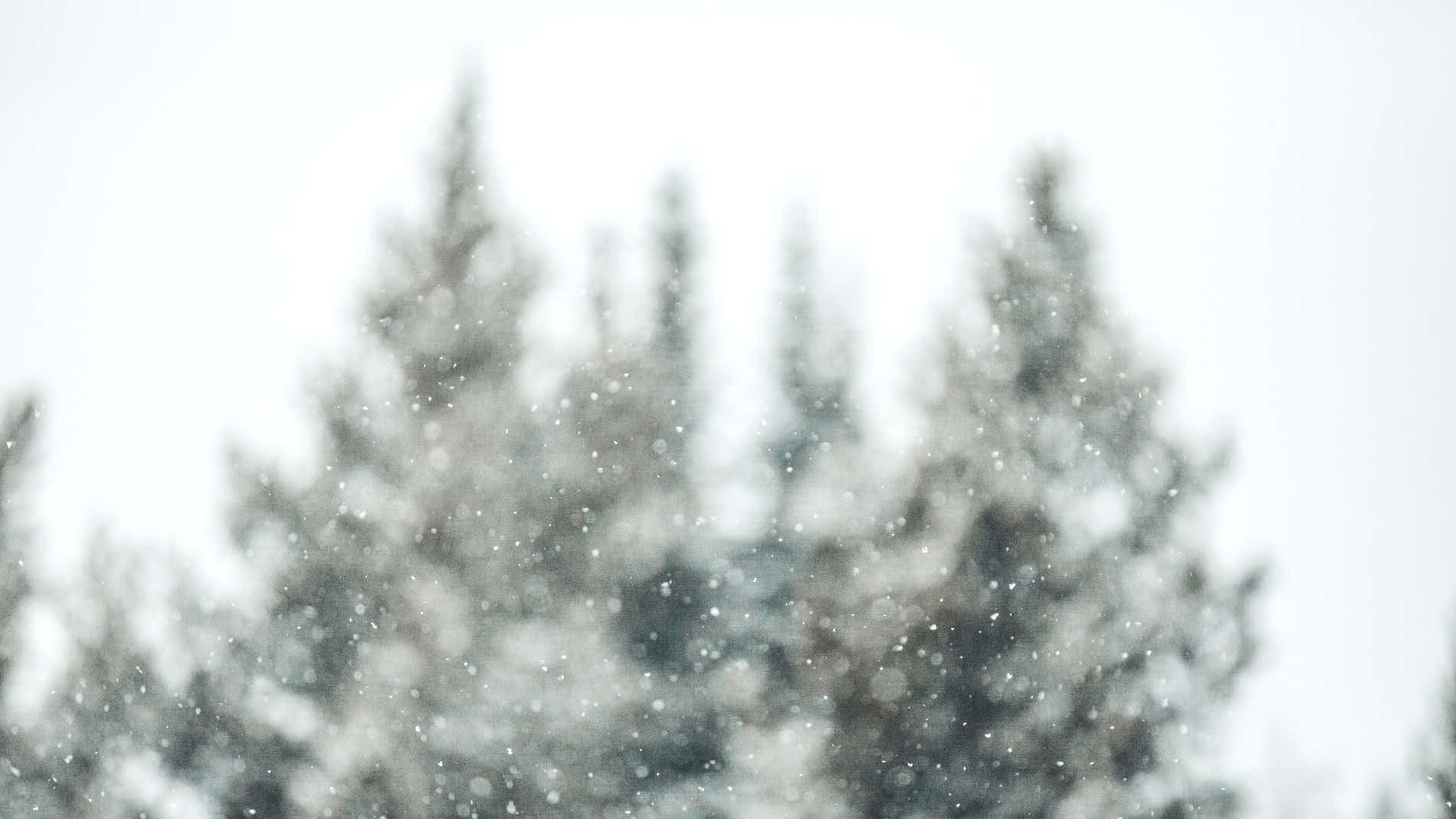 Árbol nevado