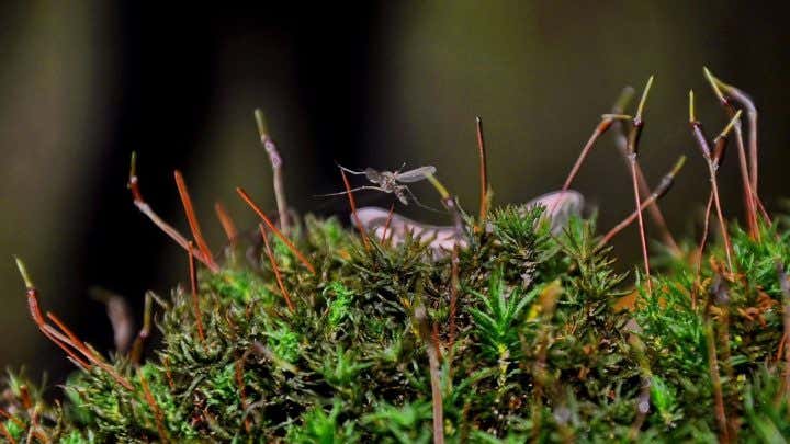 Adiós mosquitos