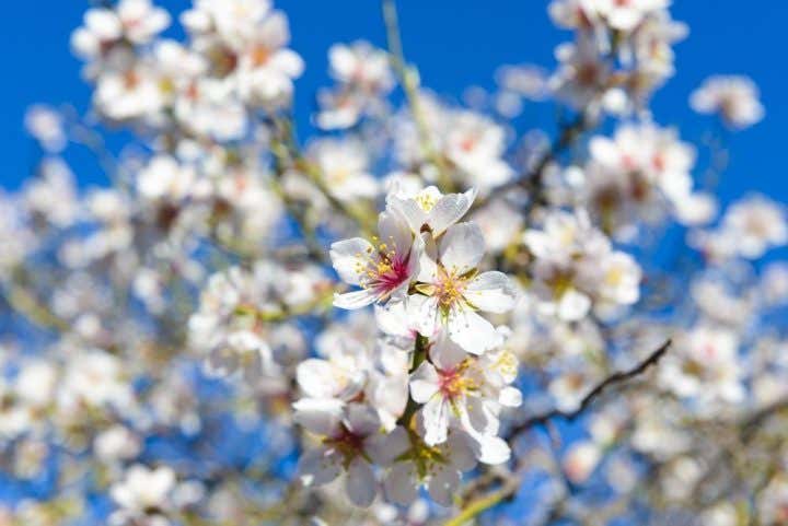 Almendro en flor