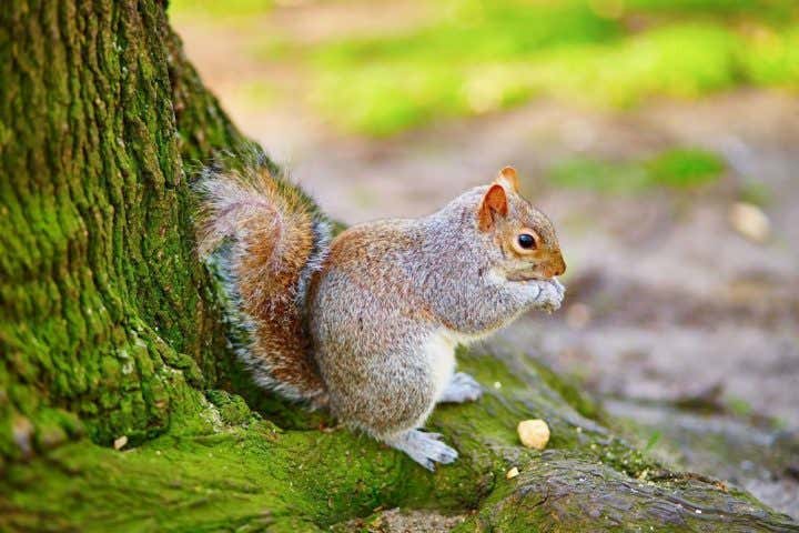 Ardilla en Regent´s Park