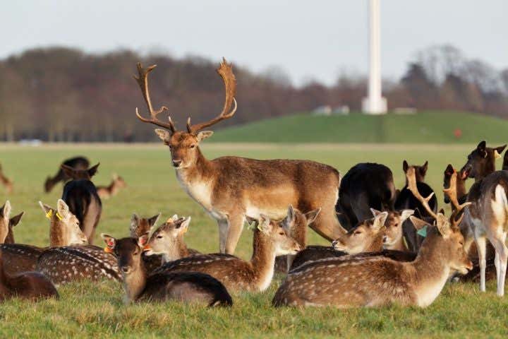 Phoenix Park Dublín