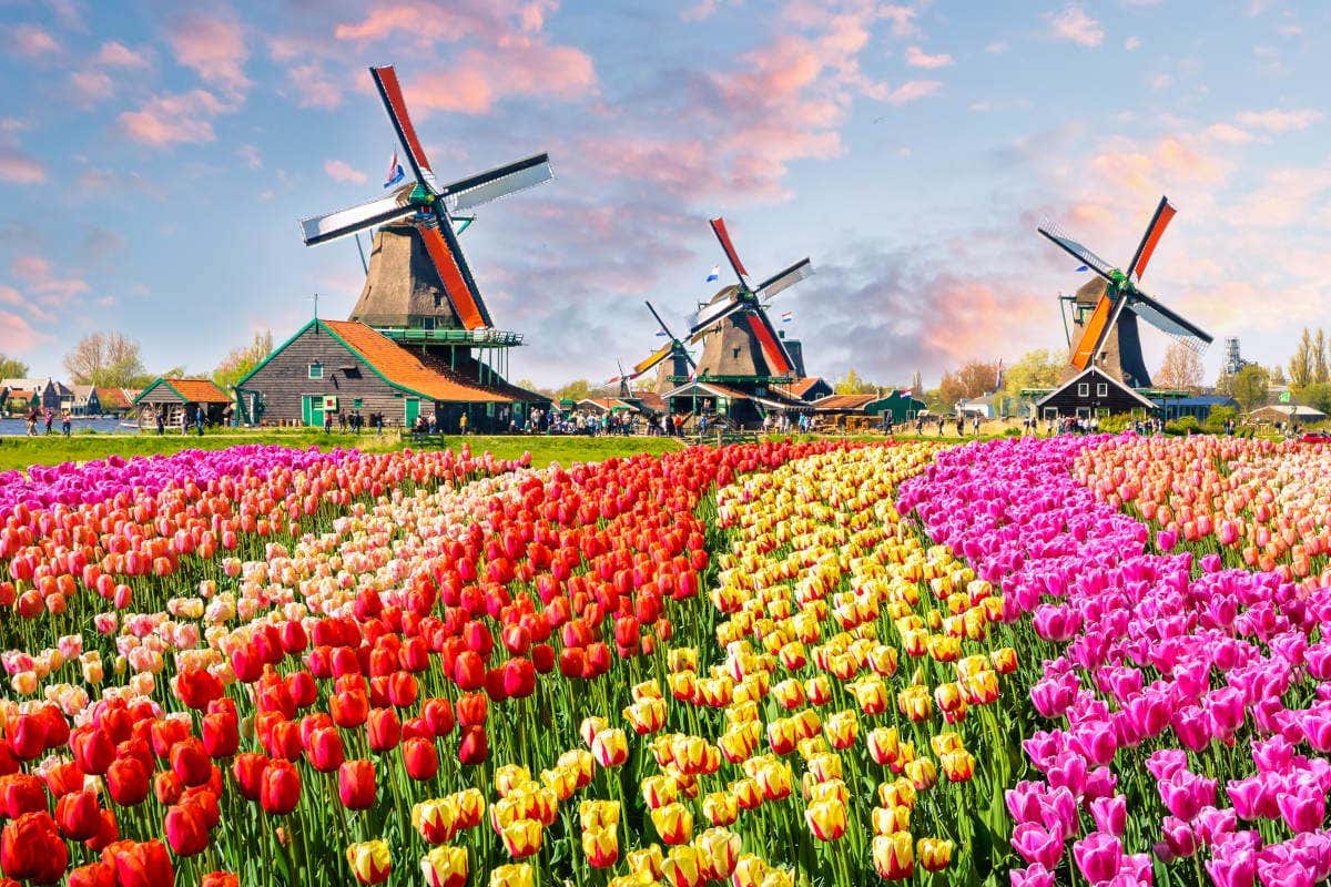 Três moinhos perto de campos de tulipas de diferentes cores no parque Keukenhof