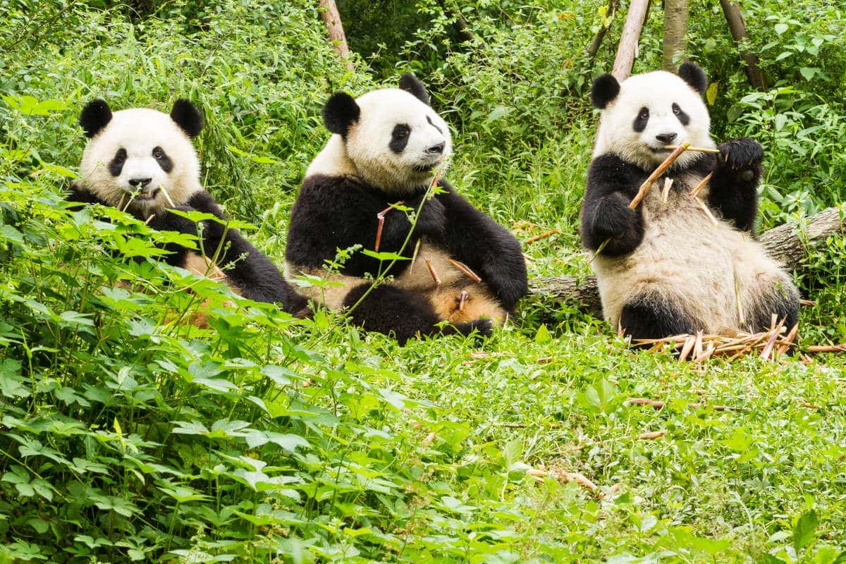 Tres pandas de Chengdú en China, comiendo bambú