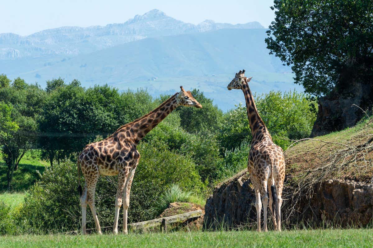 Dos jirafas pastan entre la vegetación del Parque de la Naturaleza de Cabárceno con picos rocosos de telón de fondo