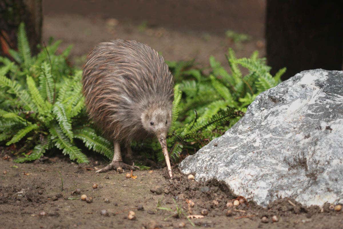 The eponymous Kiwi Bird