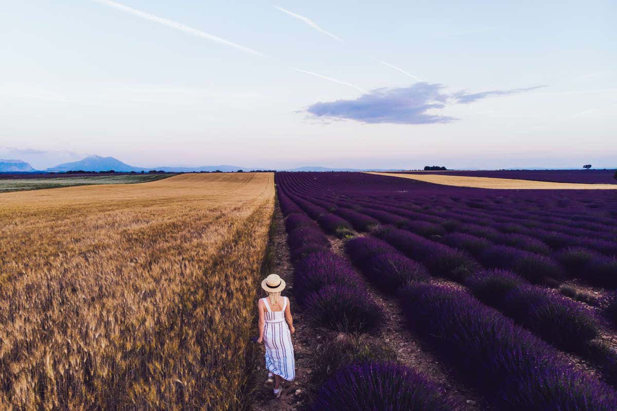 Campo de lavanda en Valensole