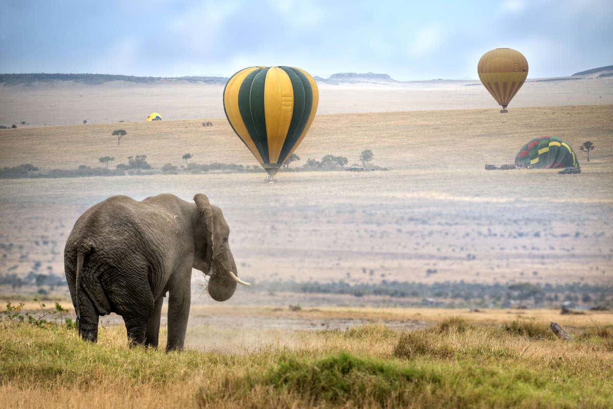 Un elefante nella savana che osserva delle mongolfiere che prendono il volo in lontananza