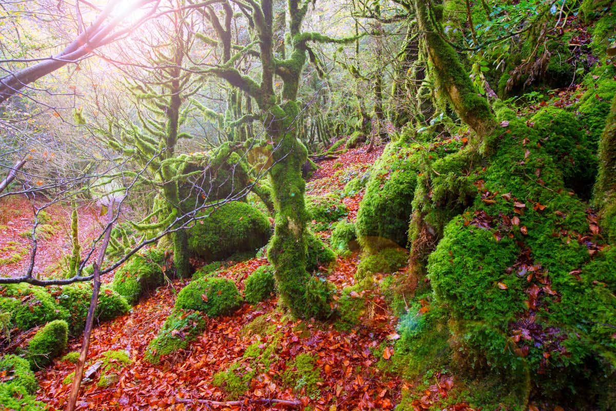 Selva de Irati en otoño