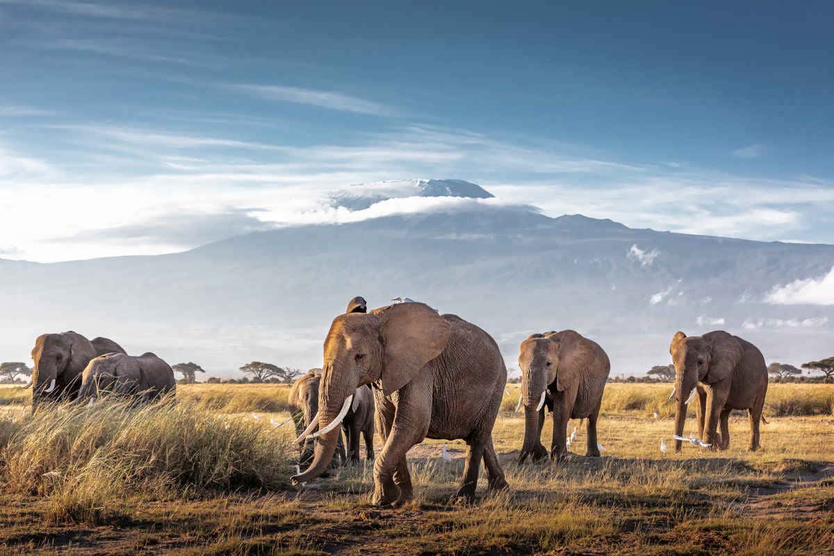 Savana do Quênia, um destino imprescindível para fotos