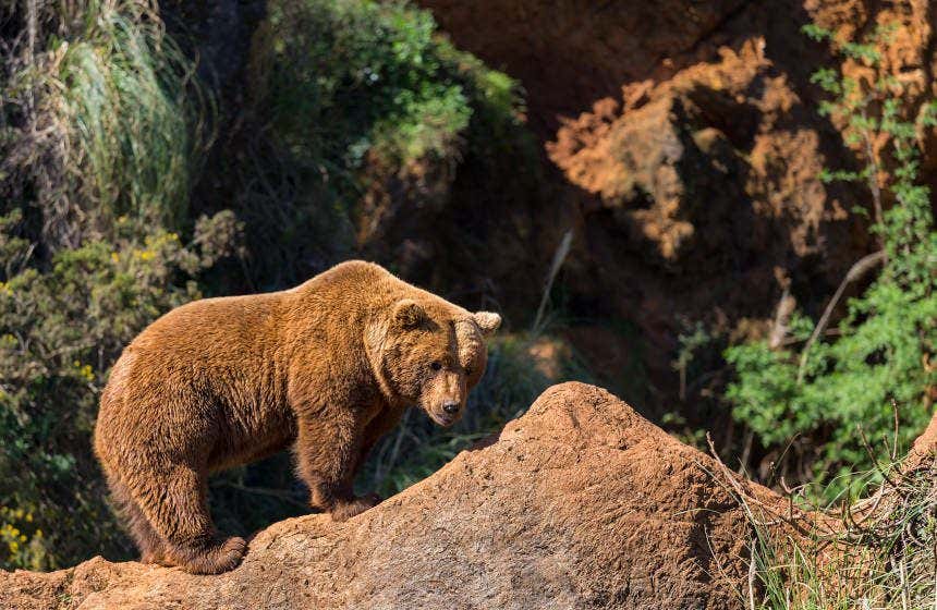 Oso pardo del recinto natural de Cabárceno.