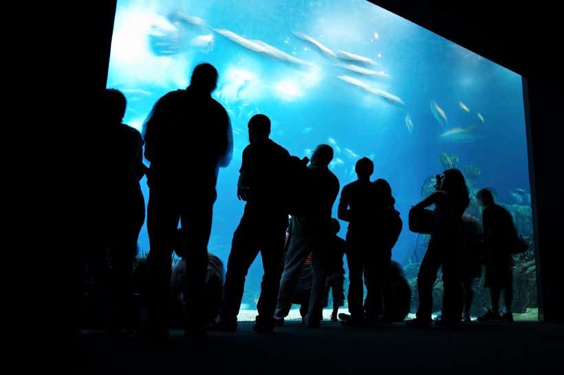 Oceanário de Lisboa, o passeio perfeito para os amantes das ciências de qualquer idade