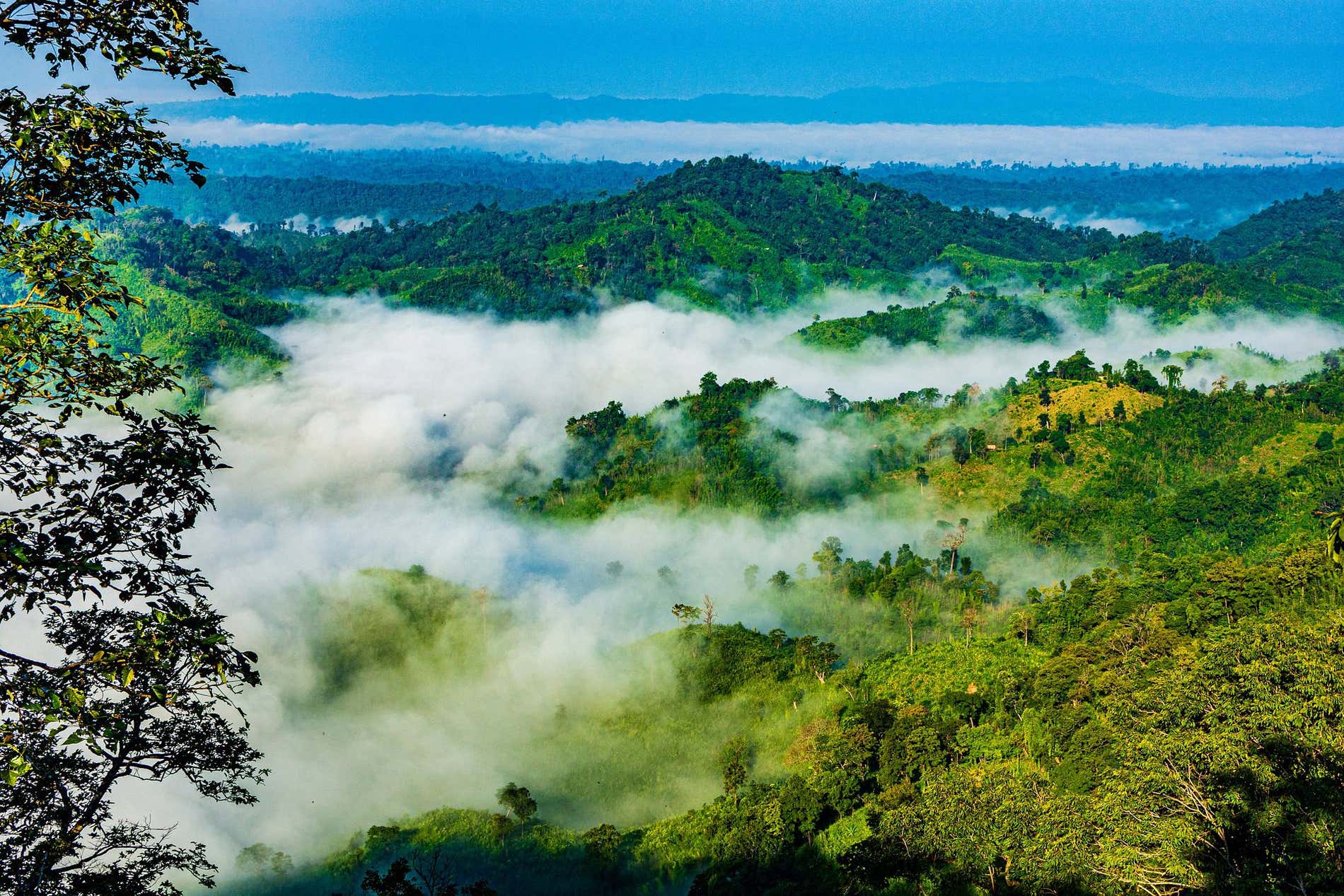 Sajek in Bangladesh Vista panoramica di Sajek, in Bangladesh, con fitta nebbia tra gli alberi
