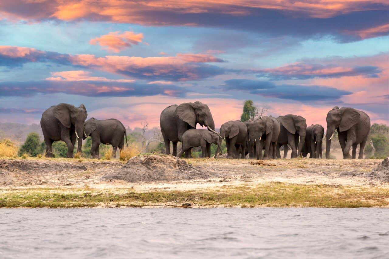 Éléphants dans le parc national de Chobe, un des plus beaux parcs naturels au monde avec une riche faune sauvage
