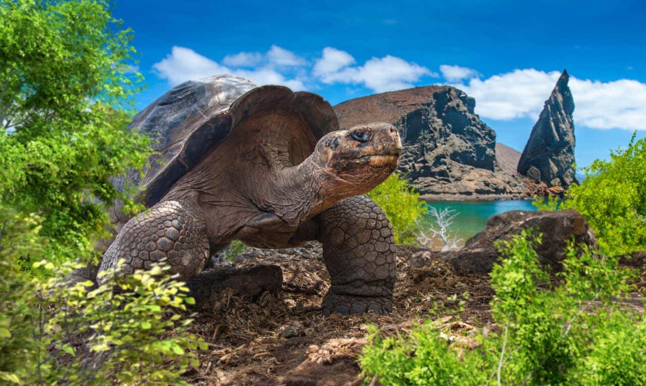 Tortue géante des Galapagos