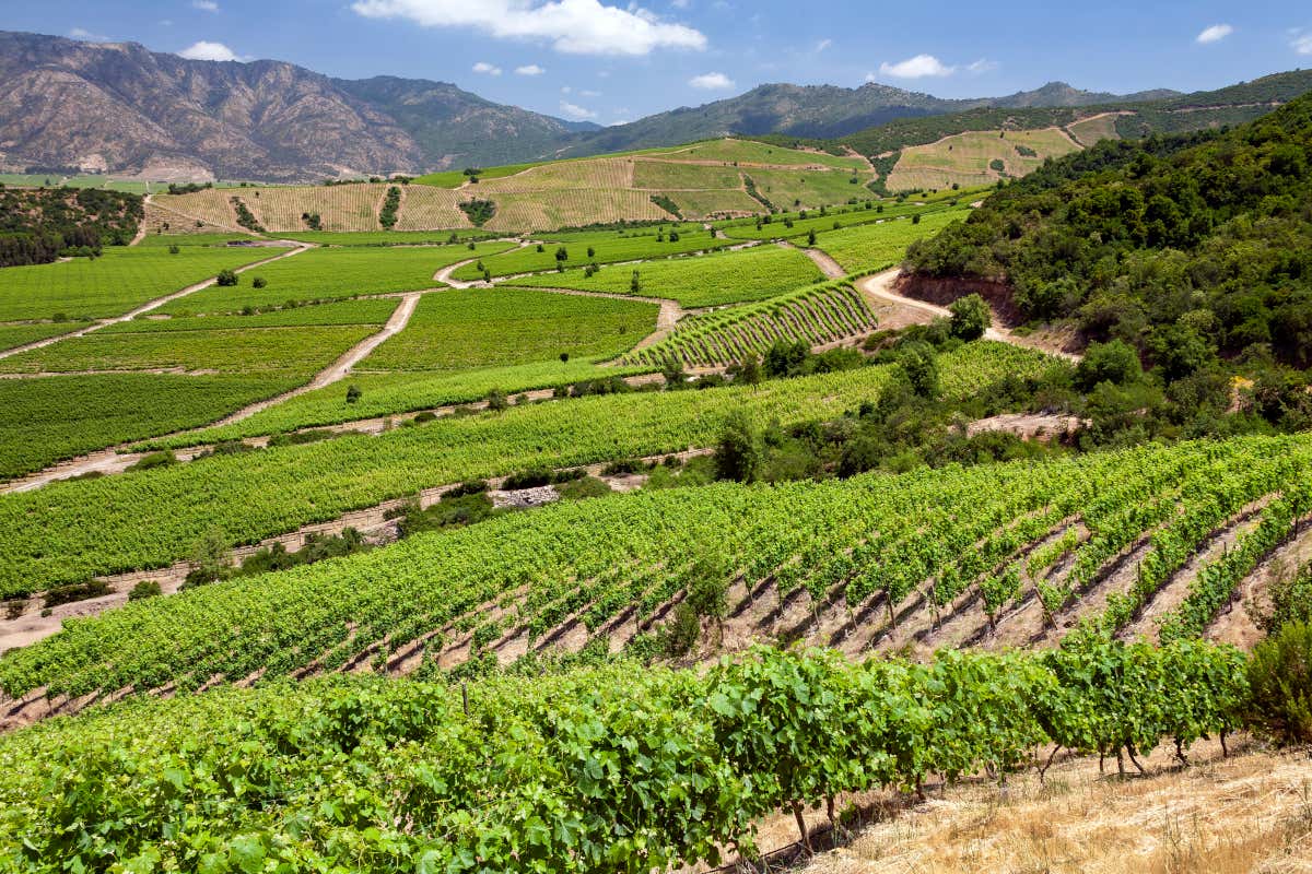 Paysage de la Vallée de Colchagua, avec des vignes à perte de vue