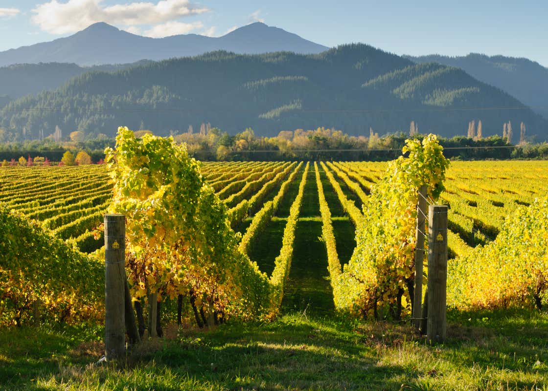 Vignes de Marlborough, un lieu à découvrir en Nouvelle-Zélande