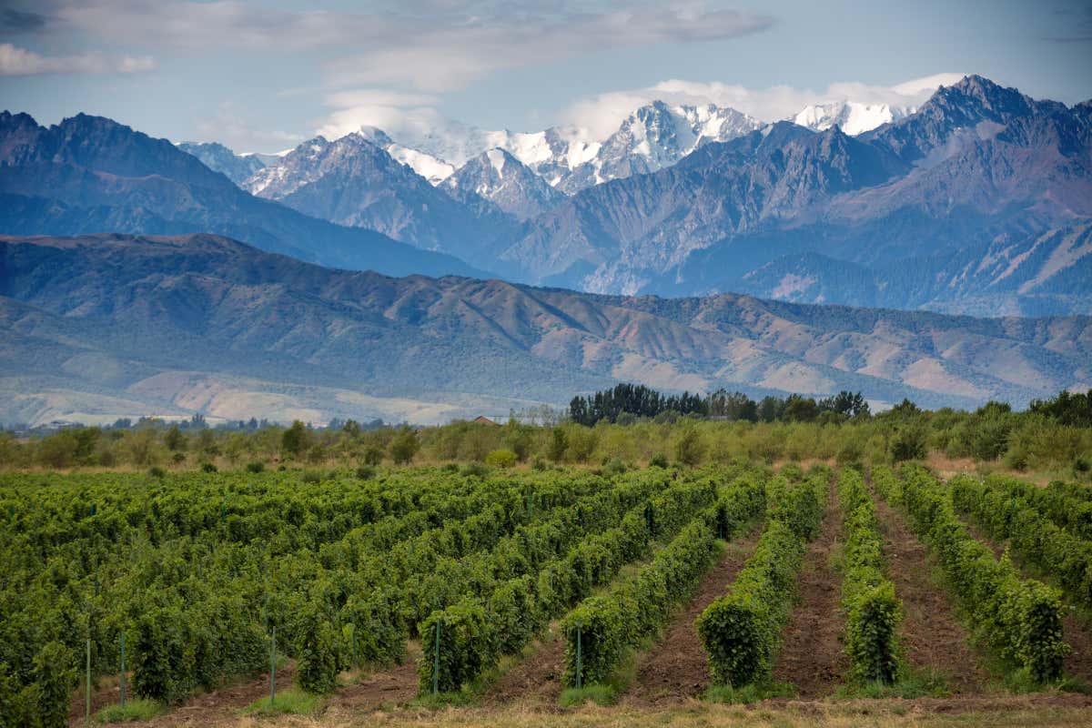 Vignoble de Mendoza, avec des montagnes enneigées en arrière-plan