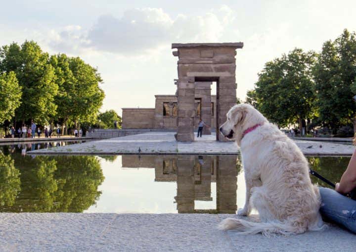 The 10 best petfriendly travel destinations in Spain