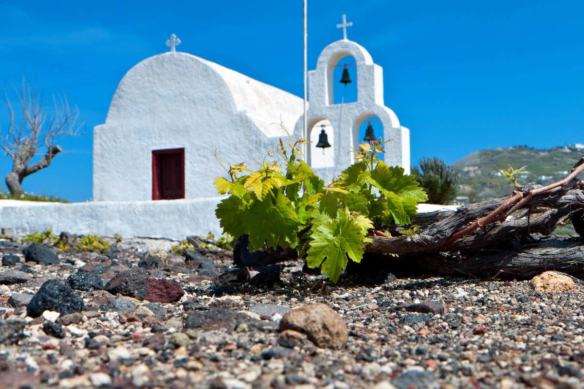 Vigne à Santorin, avec une chapelle blanche en arrière-plan