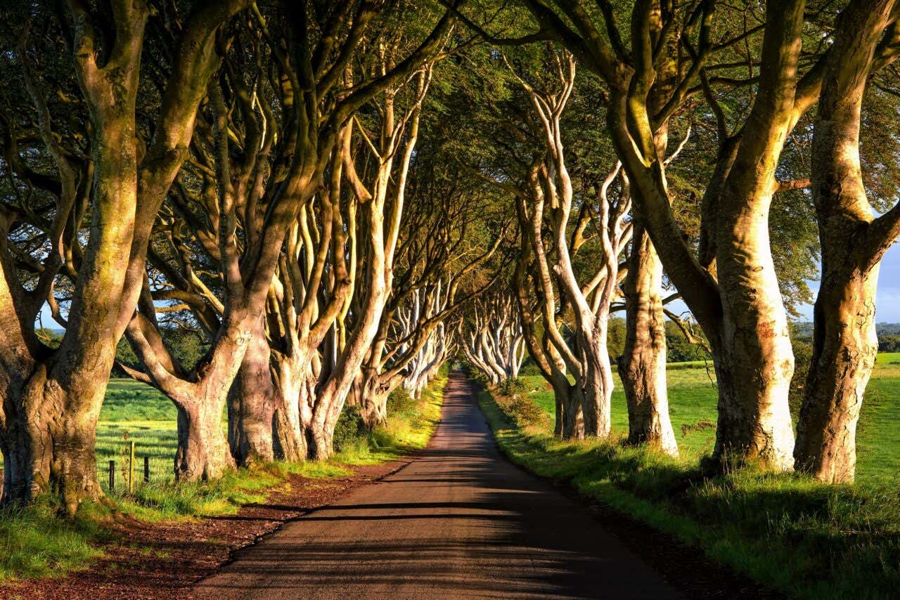 Les Dark Hedges, une allée de hêtres caractéristique de la Chaussée des Géants