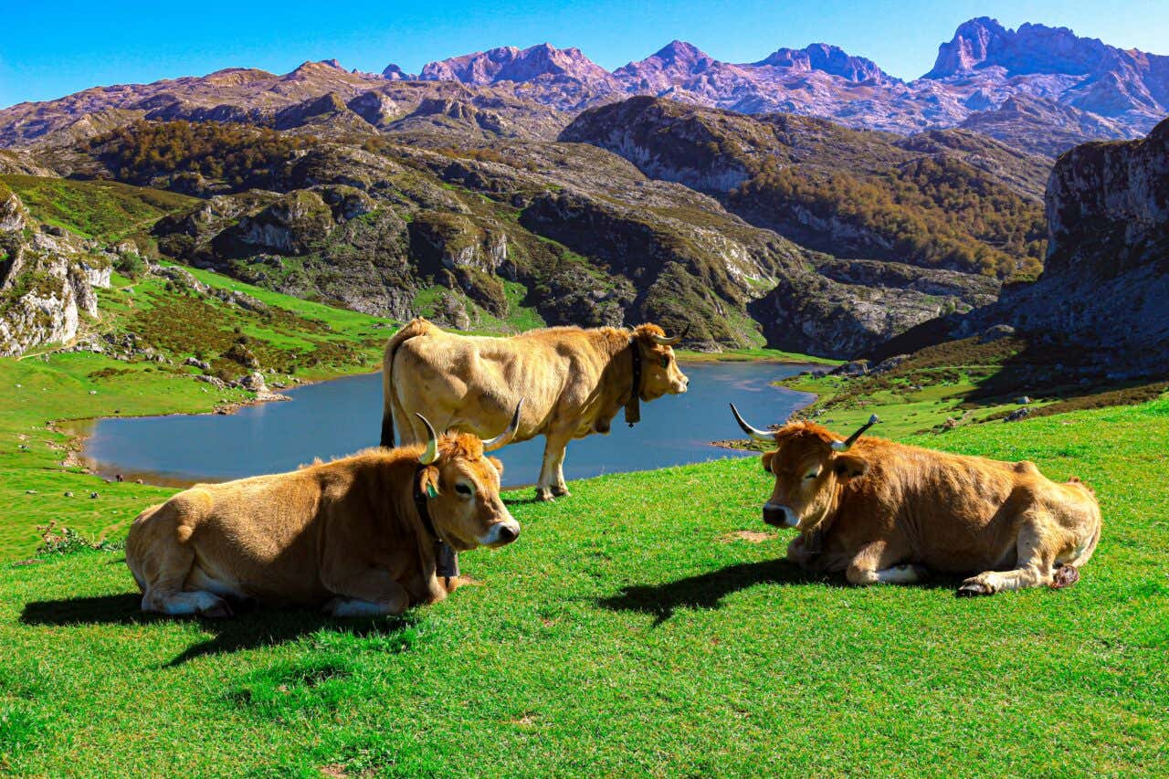 Vaches aux lacs de Covadonga dans les Asturies ; une destination de choix pour un voyage en Europe loin des foules