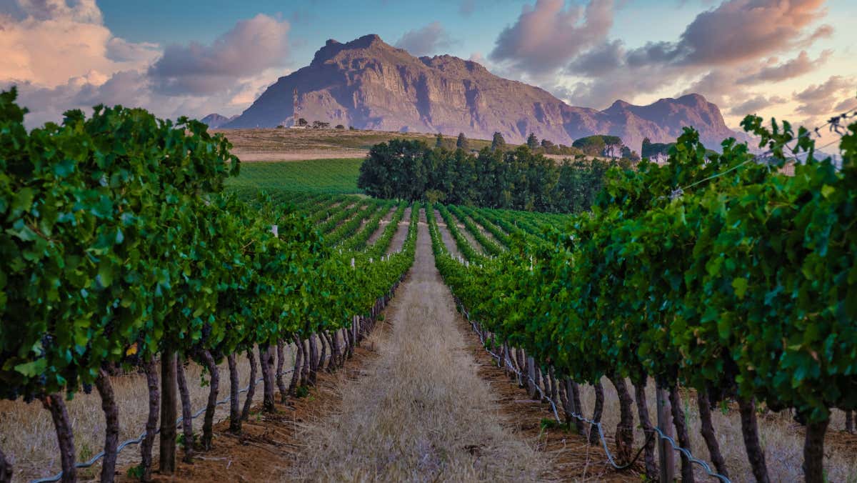 Paysage viticole de Stellenbosch