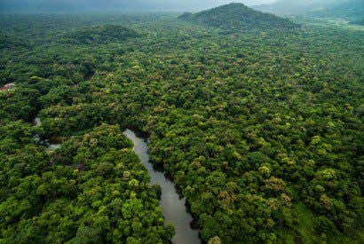 Civitatis já tem um bosque na Amazônia