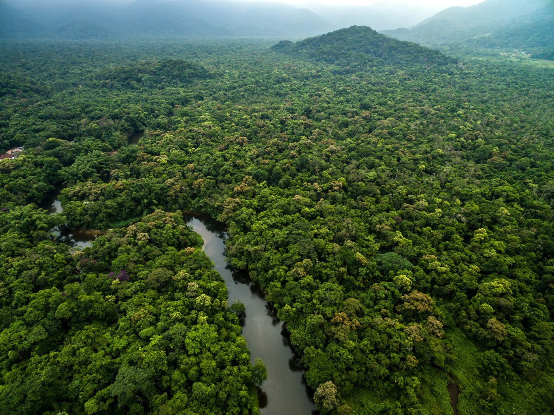 Amazon Basin Rainforest