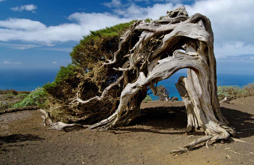 Sabina con las ramas por el suelo por la fuerza del viento, en la isla de El Hierro.