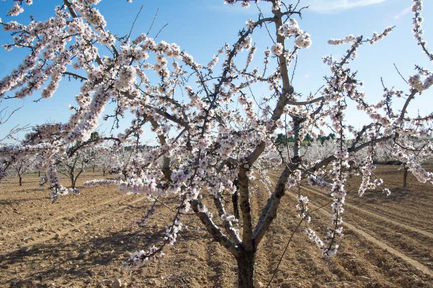 Almendro en flor en Villalpardo, Cuenca