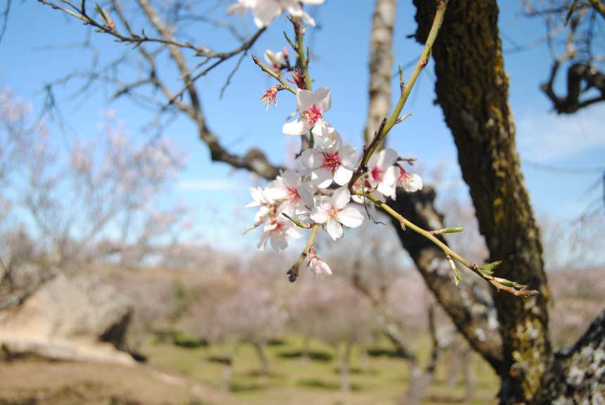 Almendro en flor en Garrovillas de Alconétar, Cáceres