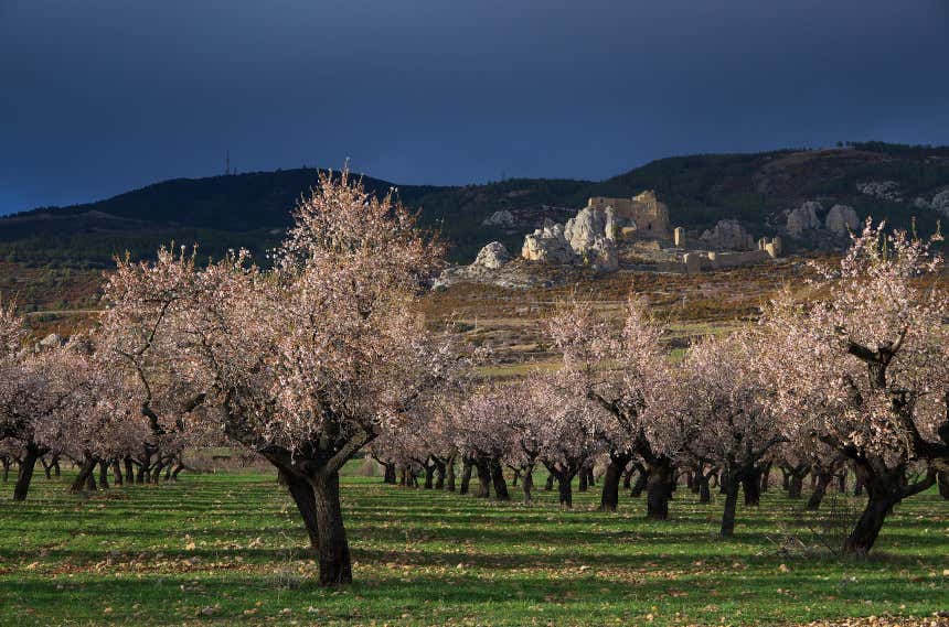 Almendros en flor y al fondo el castillo de Loarre en Huesca