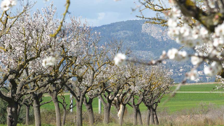 Almendros en flor con la sierra de fondo en Mallorca