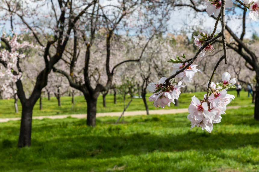 Almendros floridos en la Quinta de los Molinos, Madrid.