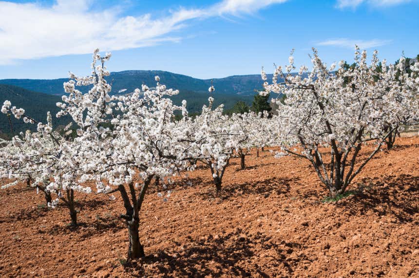 Cerezos en flor en el valle de las Caderechas, en Burgos