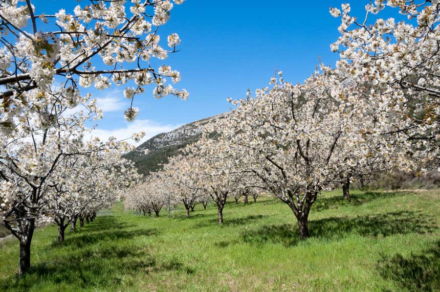Cerezos en flor en el valle del Jerte, Cáceres