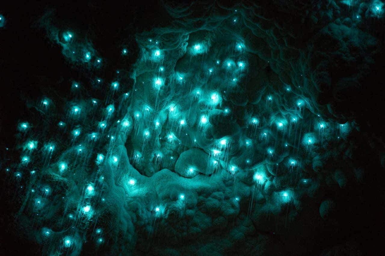 Teto bioluminescente da gruta de Waitomo