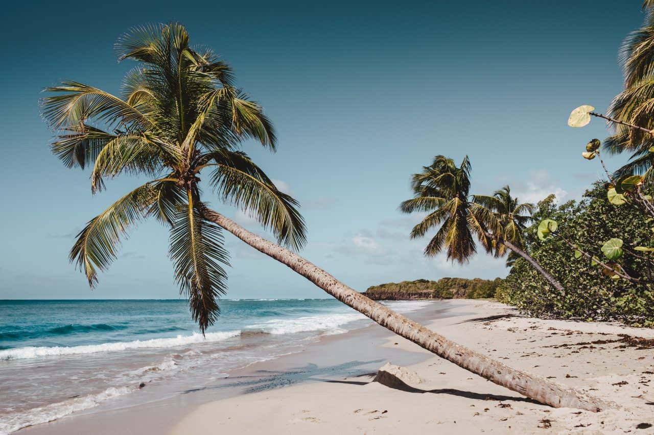 Parmi les plus belles plages de France se trouve la Plage des Salines en Martinique, un paradis sous les cocotiers.
