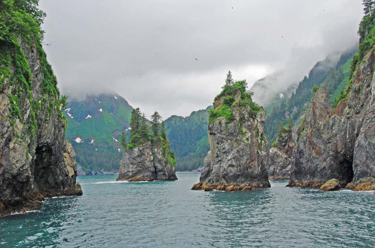 Fjord landscape of the Kenai Fjords National Park, tall rock formations covered in trees and moss shoot up from the water, mountains in the back