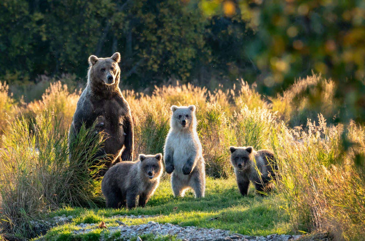 A family of bears pauses in a clearing of tall grass, with the morning sun shining behind, on a tour of grizzly bear sightings, a fun thing to do in Alaska