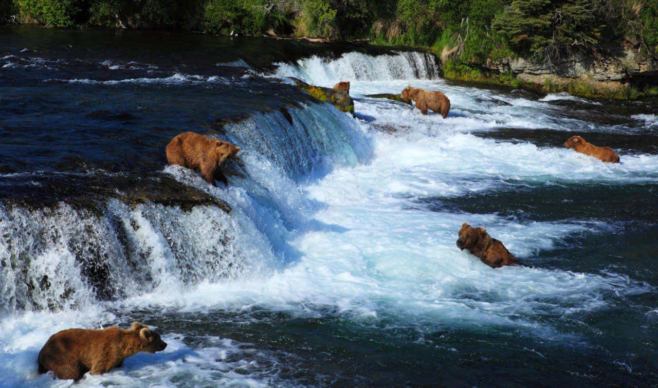 Grizzly bears fishing in a small waterfall in one of the rivers in Katmai National Park and Preserve, one of the top 8 things to do in Alaska