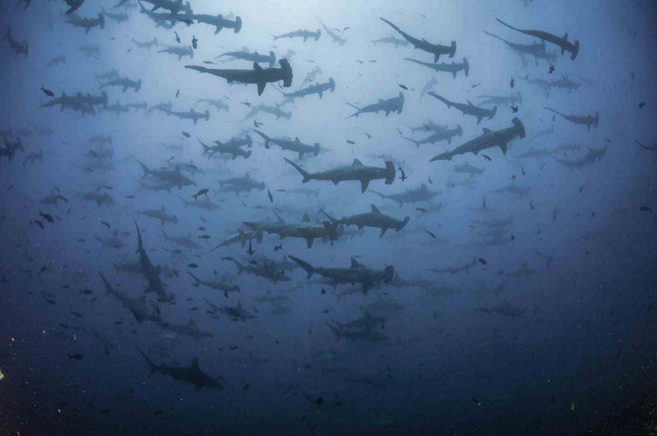 Cardumen de tiburones martillo en la isla de Coco Cardumen de tiburones martillo en uno de los 10 mejores lugares del mundo para bucear, la isla de Coco