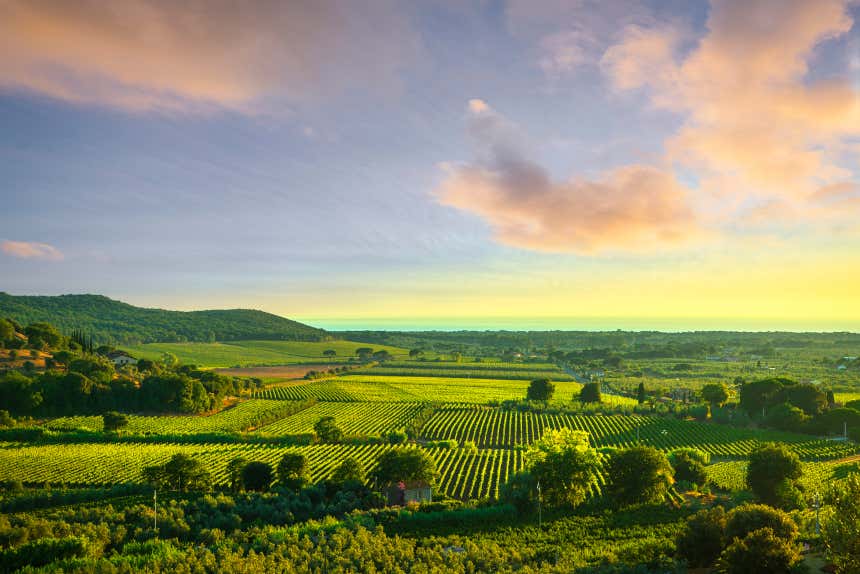 Vista panoramica dei vigneti di Bolgheri al tramonto