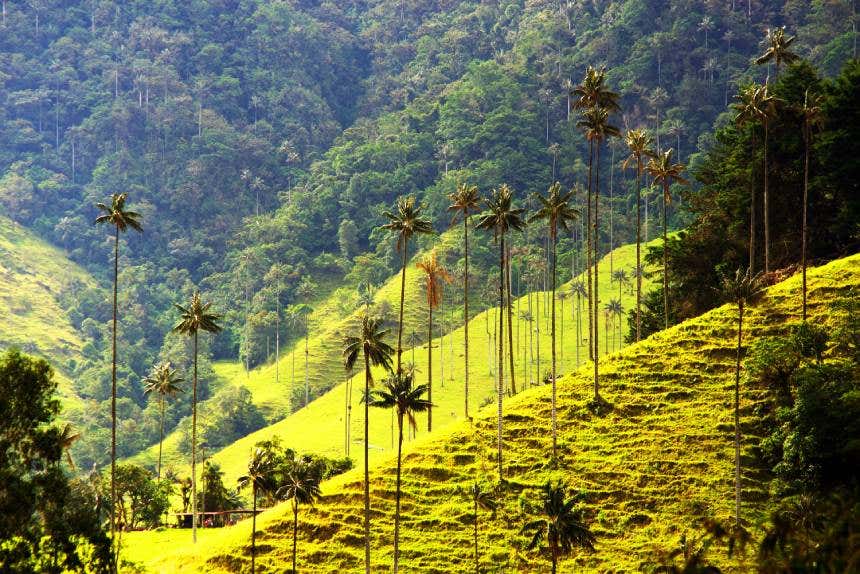 Palmas de cera no Vale do Cocora