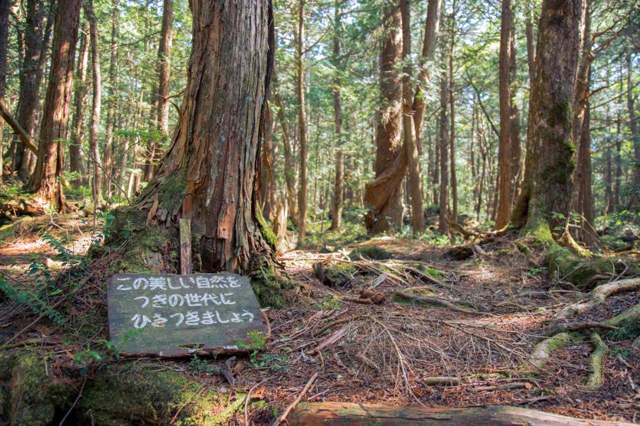 Placa com uma inscrição no bosque de Aokigahara, um dos lugares mais assombrados