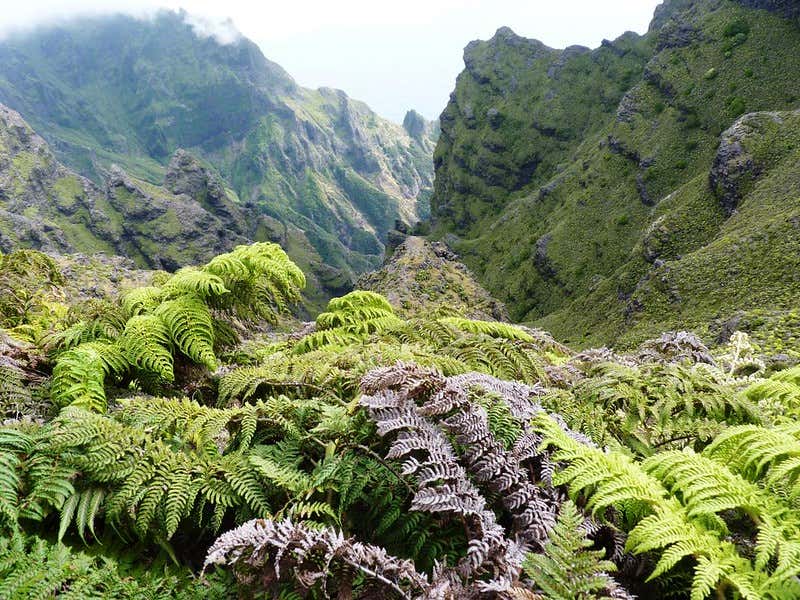 Thick green vegetation on Alexander Selkirk Island 