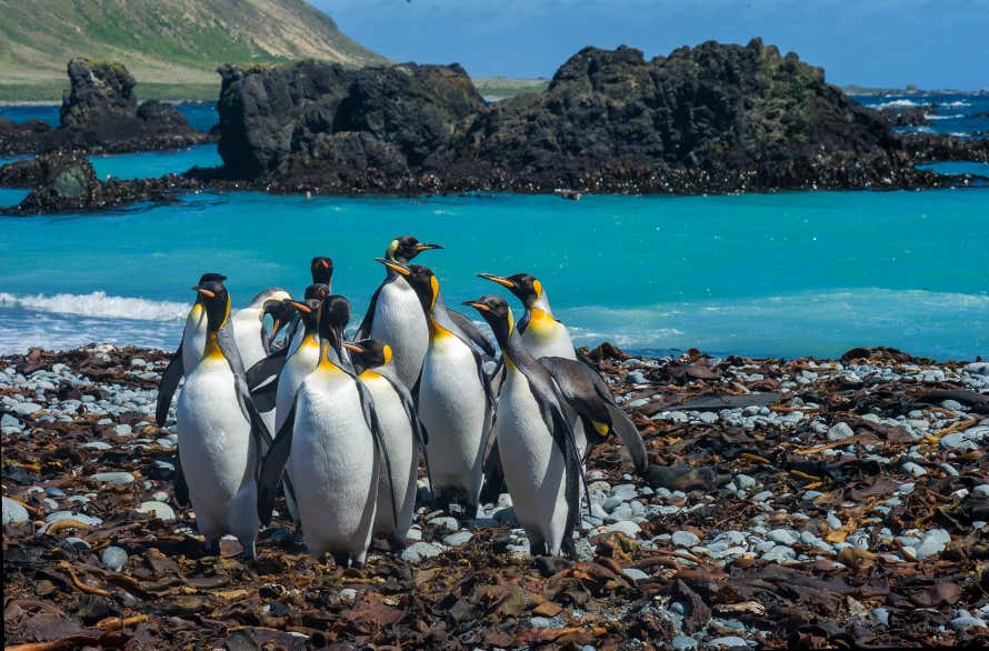 King penguins on Macquaire Island walking around in a group with black, yellow and white colours on their body
