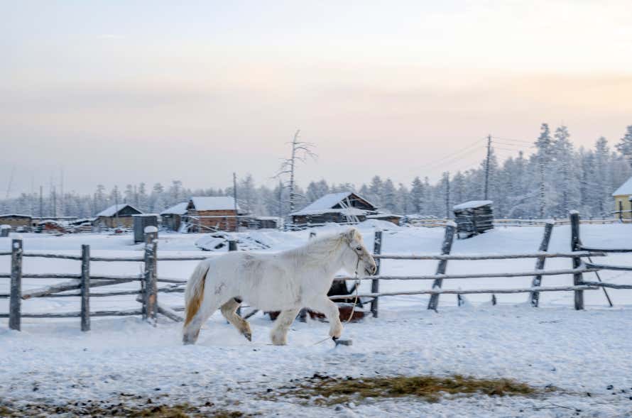 A white pony running through a snowy area in Oimiakon, Siberia